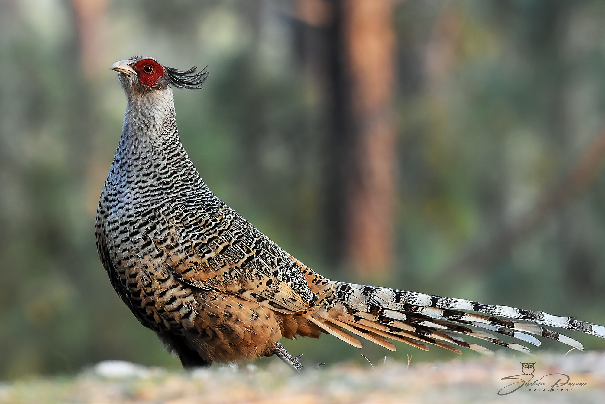 Upland Ground Birds